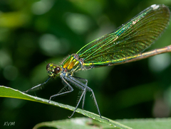 Calopteryx splendens