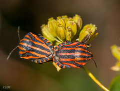 Graphosoma italicum