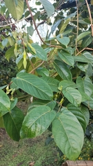 Mandevilla veraguasensis