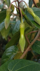 Mandevilla veraguasensis