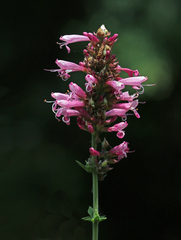 Syncolostemon densiflorus