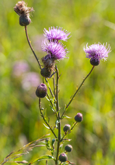 Cirsium serratuloides