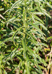 Cirsium serratuloides