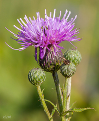 Cirsium serratuloides