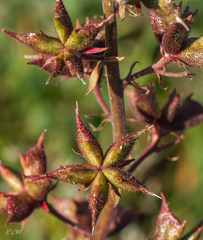 Dictamnus angustifolius