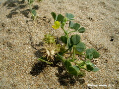 Medicago minima