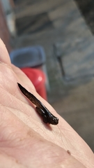 Dendropsophus columbianus