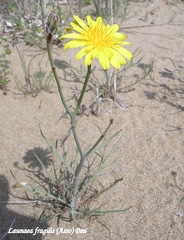 Launaea fragilis