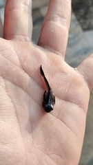 Dendropsophus columbianus