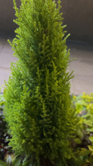 Platycladus orientalis