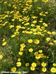 Glebionis coronaria