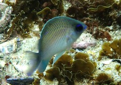 Mecaenichthys immaculatus