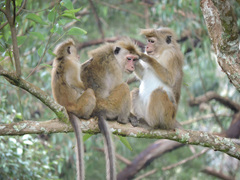 Macaca sinica