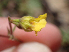 Hermannia althaeifolia