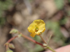 Hermannia althaeifolia