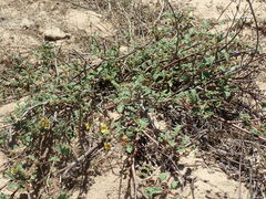 Hermannia althaeifolia