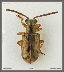 Crioceris nigropicta