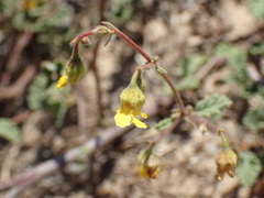 Hermannia althaeifolia
