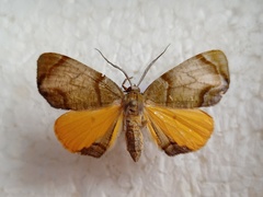 Achrosis incitata