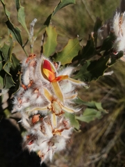 Jacksonia floribunda