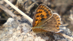 Lycaena bleusei