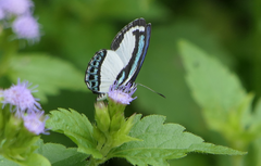 Psychonotis caelius