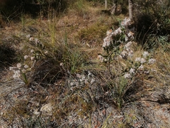 Jacksonia floribunda