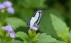 Psychonotis caelius