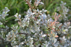Salix repens