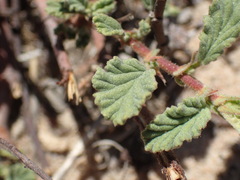 Hermannia althaeifolia