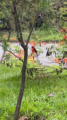 Pyrocephalus rubinus