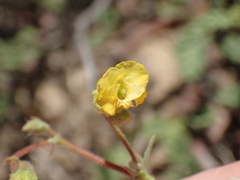 Hermannia althaeifolia