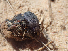 Scarabaeus intricatus