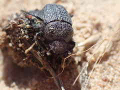 Scarabaeus intricatus