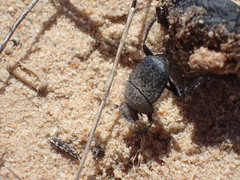 Scarabaeus intricatus