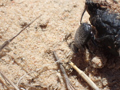 Scarabaeus intricatus