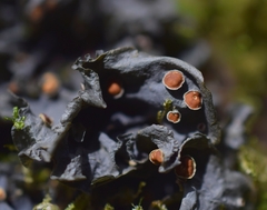 Leptogium cochleatum