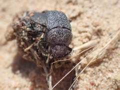 Scarabaeus intricatus