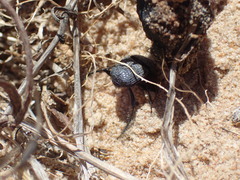 Scarabaeus intricatus