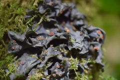 Leptogium cochleatum