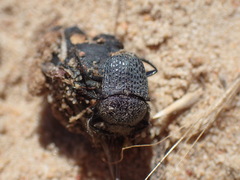 Scarabaeus intricatus