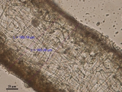 Leptogium cochleatum