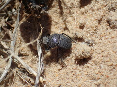 Scarabaeus intricatus