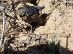 Scarabaeus intricatus