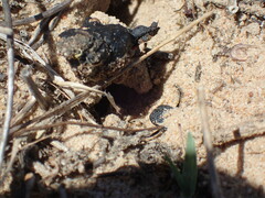 Scarabaeus intricatus