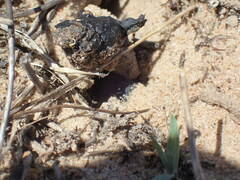 Scarabaeus intricatus