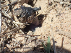 Scarabaeus intricatus