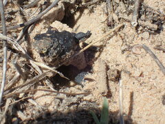 Scarabaeus intricatus