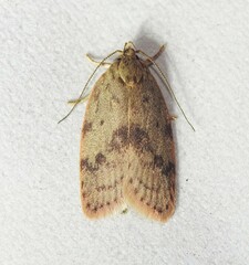 Oligoloba severa