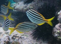 Atypichthys strigatus